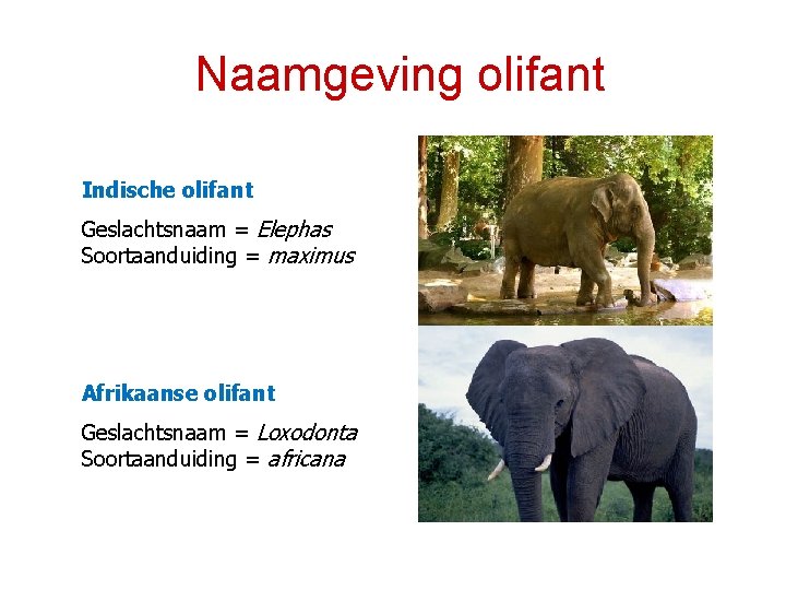 Naamgeving olifant Indische olifant Geslachtsnaam = Elephas Soortaanduiding = maximus Afrikaanse olifant Geslachtsnaam =