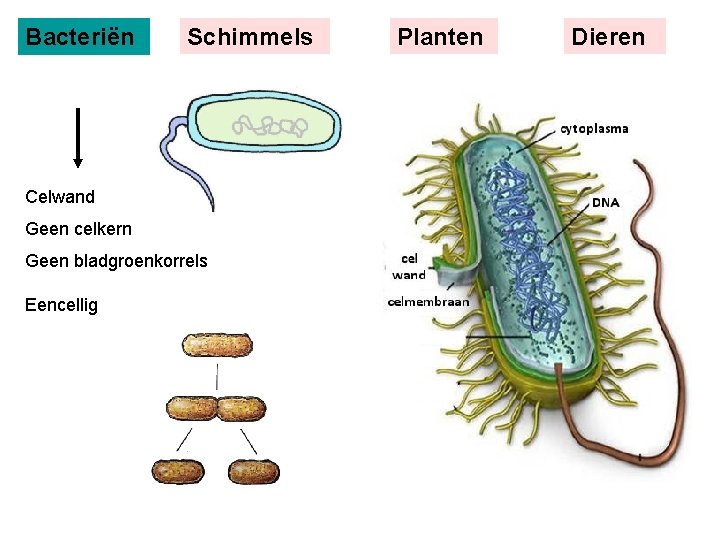 Bacteriën Schimmels Celwand Geen celkern Geen bladgroenkorrels Eencellig Planten Dieren 