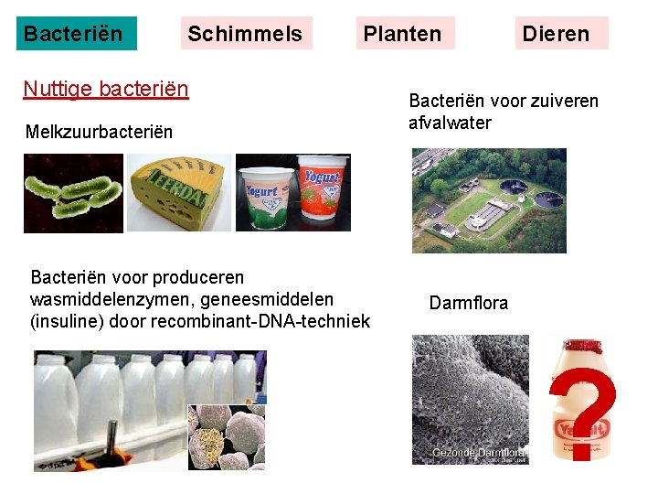 Bacteriën Schimmels Planten Nuttige bacteriën Melkzuurbacteriën Bacteriën voor produceren wasmiddelenzymen, geneesmiddelen (insuline) door recombinant-DNA-techniek