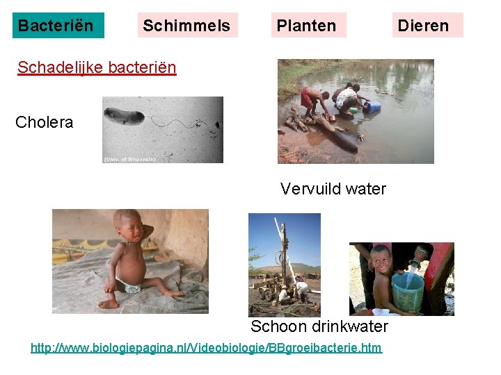 Bacteriën Schimmels Planten Schadelijke bacteriën Cholera Vervuild water Schoon drinkwater http: //www. biologiepagina. nl/Videobiologie/BBgroeibacterie.