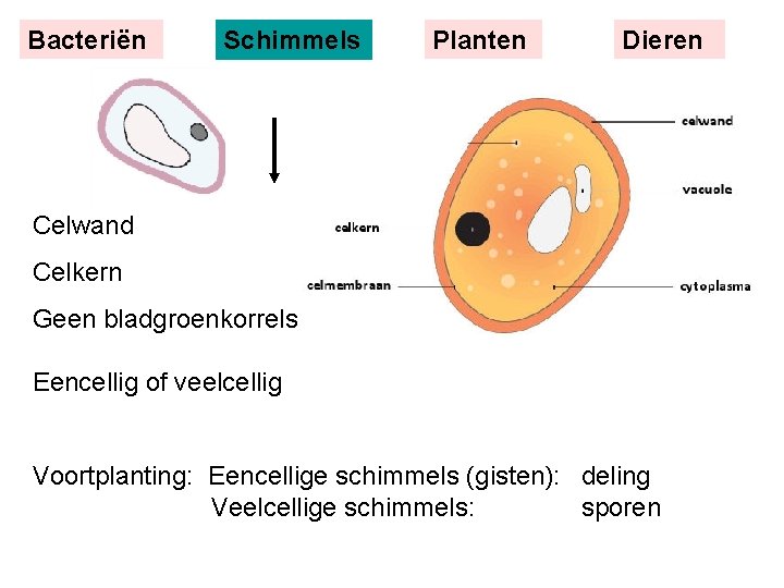 Bacteriën Schimmels Planten Dieren Celwand Celkern Geen bladgroenkorrels Eencellig of veelcellig Voortplanting: Eencellige schimmels