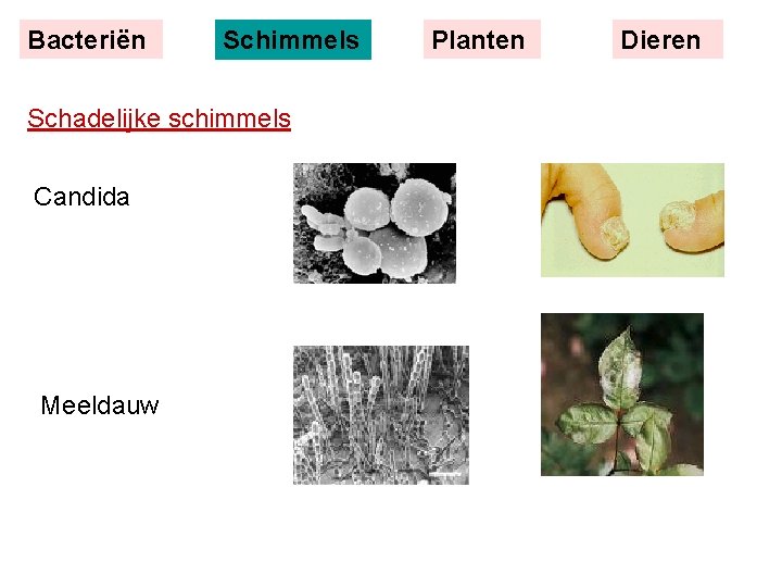 Bacteriën Schimmels Schadelijke schimmels Candida Meeldauw Planten Dieren 