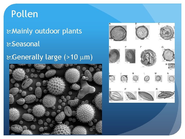 Pollen Mainly outdoor plants Seasonal Generally large (>10 m) 