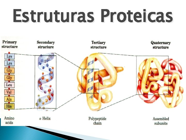 Estruturas Proteicas 