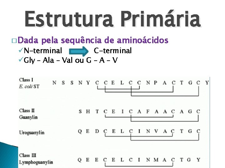 Estrutura Primária � Dada pela sequência de aminoácidos üN-terminal C-terminal üGly – Ala –