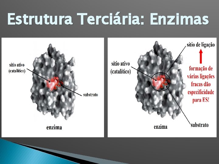 Estrutura Terciária: Enzimas 