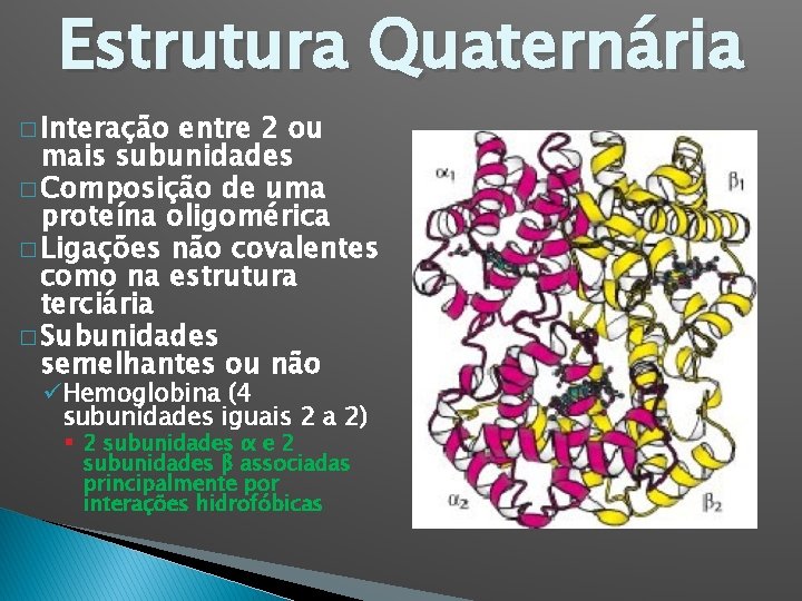 Estrutura Quaternária � Interação entre 2 ou mais subunidades � Composição de uma proteína