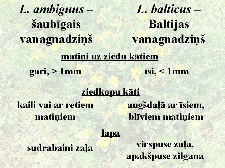 L. ambiguus – šaubīgais vanagnadziņš L. balticus – Baltijas vanagnadziņš matiņi uz ziedu kātiem