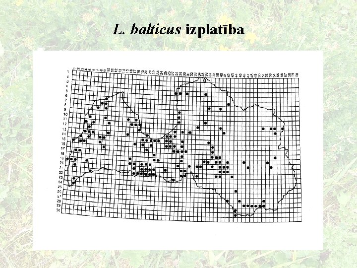 L. balticus izplatība 