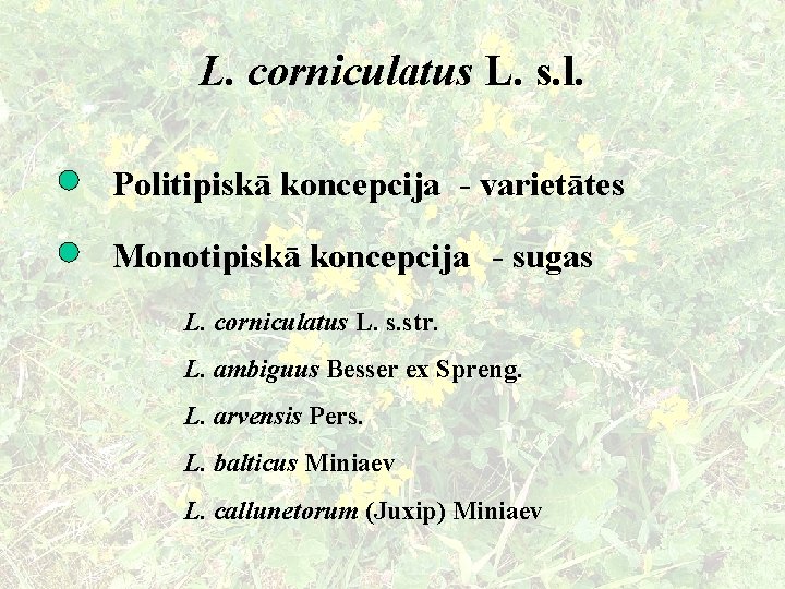 L. corniculatus L. s. l. Politipiskā koncepcija - varietātes Monotipiskā koncepcija - sugas L.