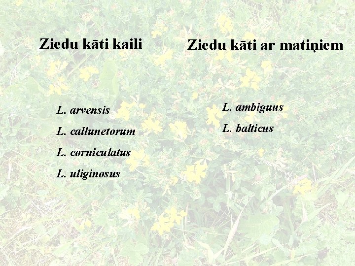 Ziedu kāti kaili Ziedu kāti ar matiņiem L. arvensis L. ambiguus L. callunetorum L.