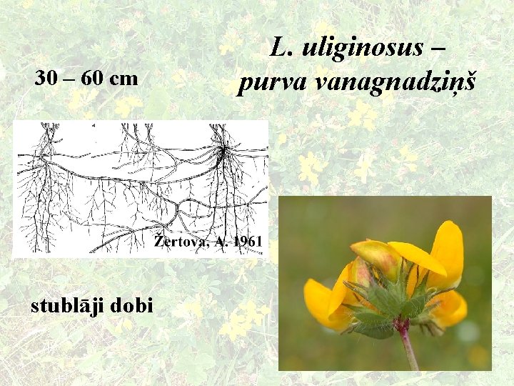 30 – 60 cm stublāji dobi L. uliginosus – purva vanagnadziņš 