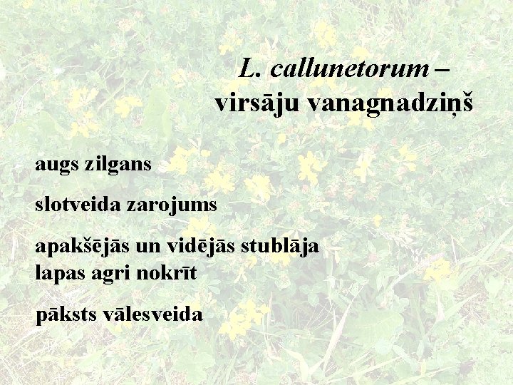 L. callunetorum – virsāju vanagnadziņš augs zilgans slotveida zarojums apakšējās un vidējās stublāja lapas