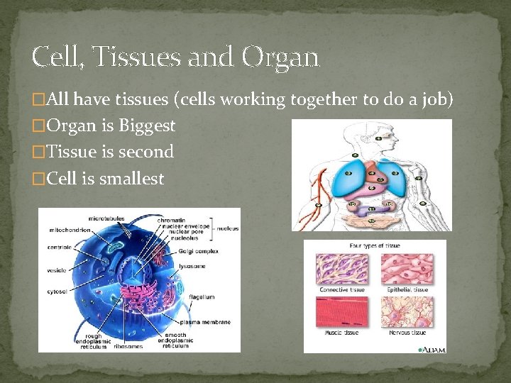 Cell, Tissues and Organ �All have tissues (cells working together to do a job)