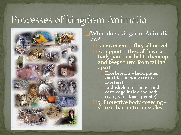 Processes of kingdom Animalia � What does kingdom Animalia do? � 1. movement –