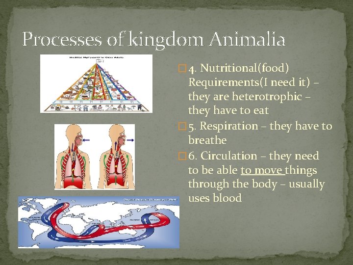 Processes of kingdom Animalia � 4. Nutritional(food) Requirements(I need it) – they are heterotrophic