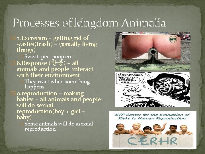 Processes of kingdom Animalia � 7. Excretion – getting rid of wastes(trash) – (usually