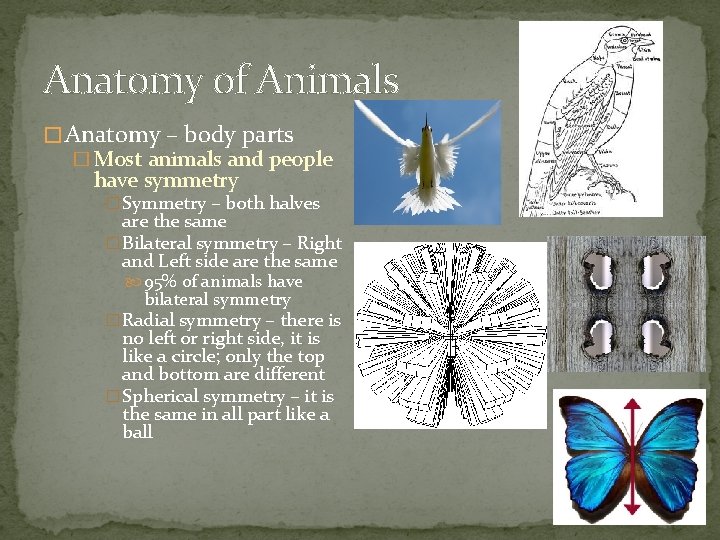 Anatomy of Animals � Anatomy – body parts � Most animals and people have