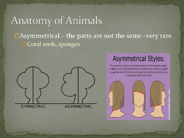 Anatomy of Animals �Asymmetrical – the parts are not the same –very rare �