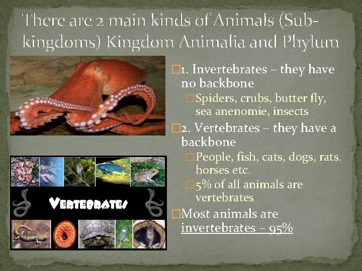 There are 2 main kinds of Animals (Subkingdoms) Kingdom Animalia and Phylum � 1.