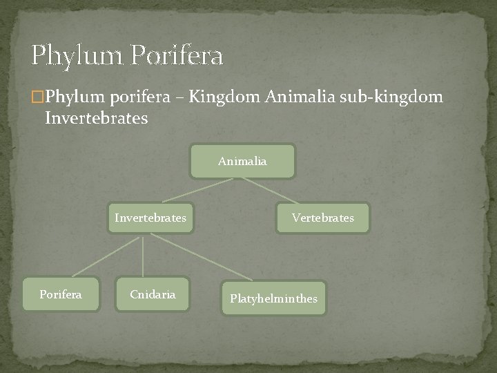 Phylum Porifera �Phylum porifera – Kingdom Animalia sub-kingdom Invertebrates Animalia Invertebrates Porifera Cnidaria Vertebrates