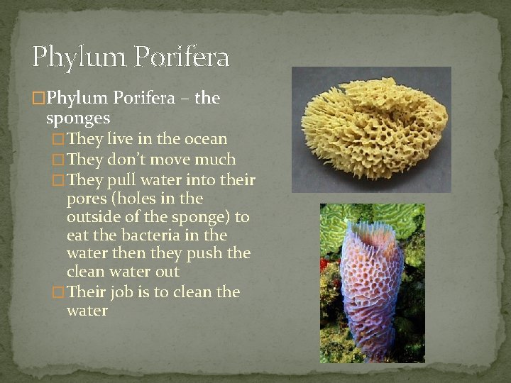 Phylum Porifera �Phylum Porifera – the sponges � They live in the ocean �