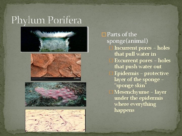 Phylum Porifera � Parts of the sponge(animal) � Incurrent pores – holes that pull