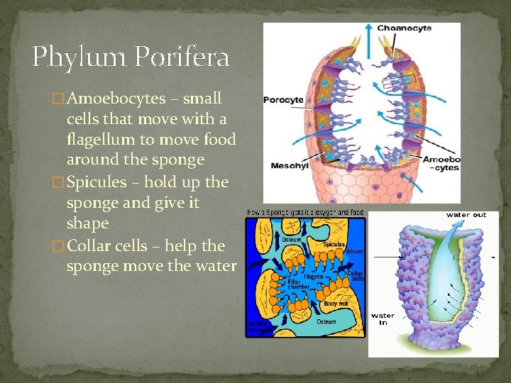 Phylum Porifera � Amoebocytes – small cells that move with a flagellum to move