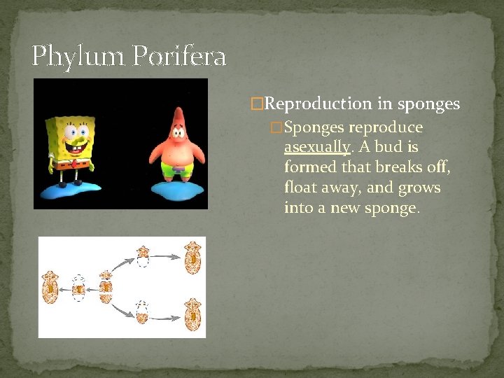 Phylum Porifera �Reproduction in sponges � Sponges reproduce asexually. A bud is formed that