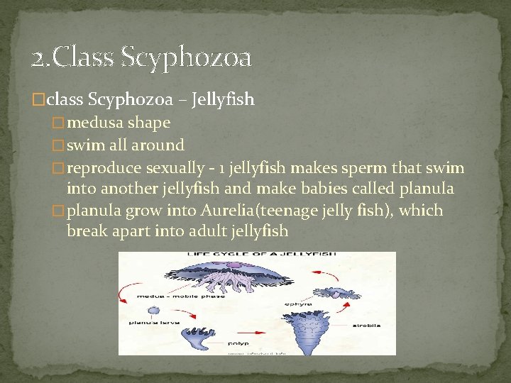 2. Class Scyphozoa �class Scyphozoa – Jellyfish � medusa shape � swim all around