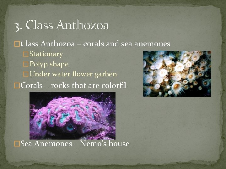 3. Class Anthozoa �Class Anthozoa – corals and sea anemones � Stationary � Polyp