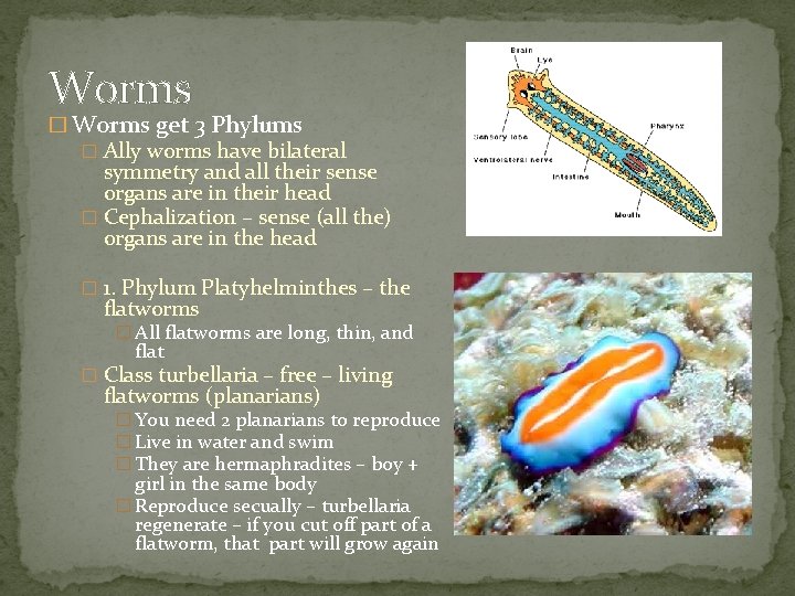 Worms � Worms get 3 Phylums � Ally worms have bilateral symmetry and all