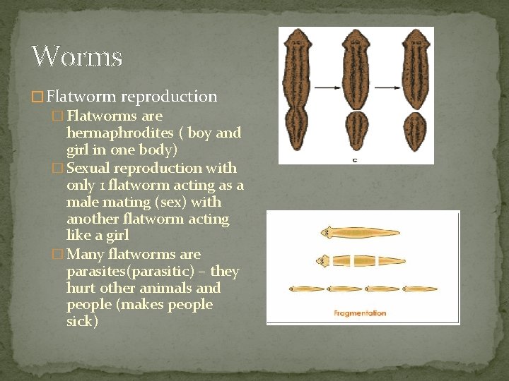 Worms � Flatworm reproduction � Flatworms are hermaphrodites ( boy and girl in one