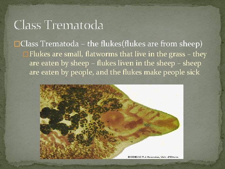 Class Trematoda �Class Trematoda – the flukes(flukes are from sheep) � Flukes are small,