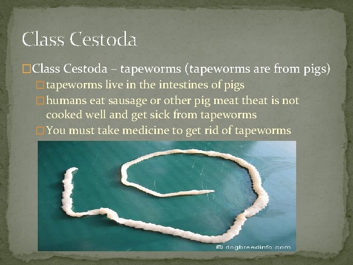 Class Cestoda �Class Cestoda – tapeworms (tapeworms are from pigs) � tapeworms live in