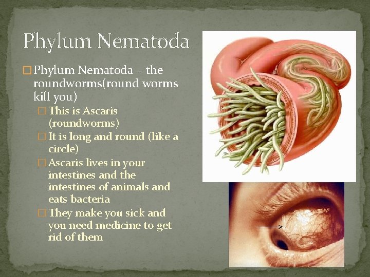 Phylum Nematoda � Phylum Nematoda – the roundworms(round worms kill you) � This is