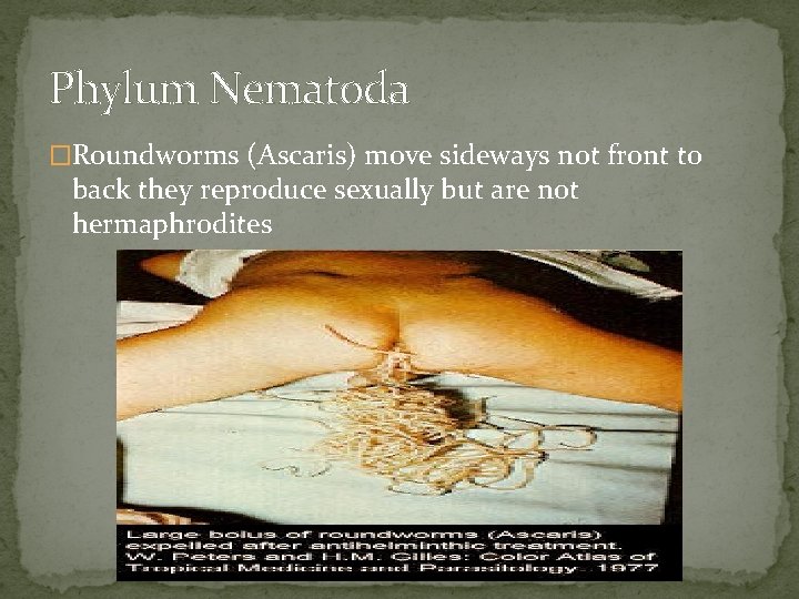 Phylum Nematoda �Roundworms (Ascaris) move sideways not front to back they reproduce sexually but