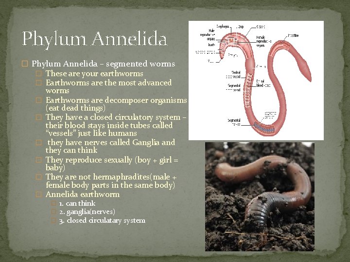 Phylum Annelida � Phylum Annelida – segmented worms � These are your earthworms �