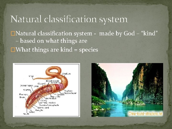 Natural classification system �Natural classification system - made by God – “kind” – based