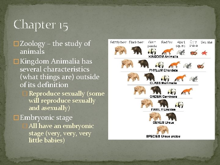 Chapter 15 � Zoology – the study of animals � Kingdom Animalia has several