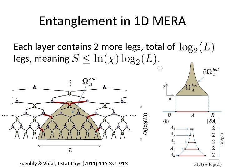 Entanglement in 1 D MERA Each layer contains 2 more legs, total of legs,