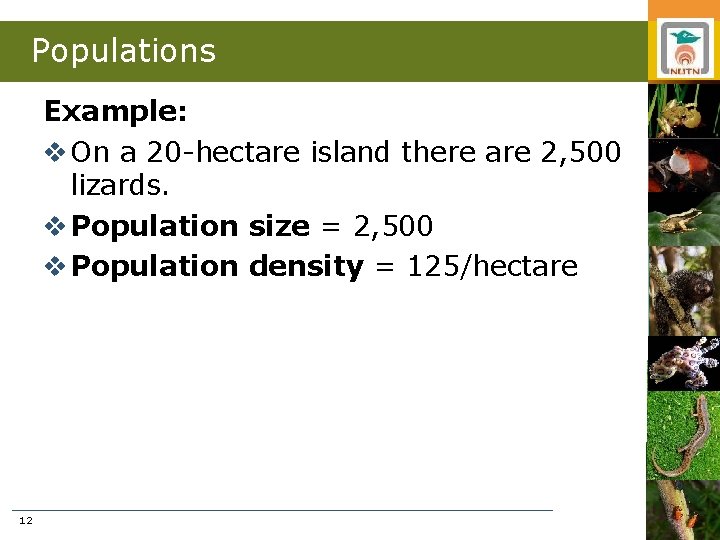 Populations Example: v On a 20 -hectare island there are 2, 500 lizards. v