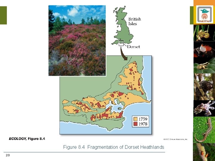 Figure 8. 4 Fragmentation of Dorset Heathlands 20 