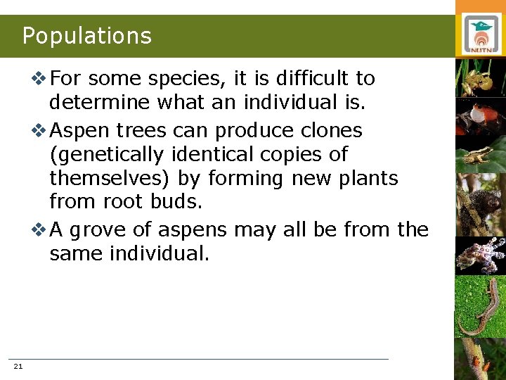 Populations v For some species, it is difficult to determine what an individual is.