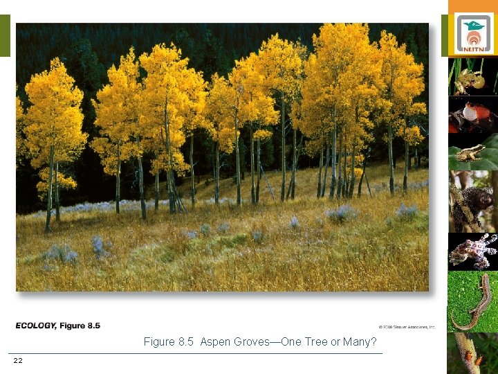 Figure 8. 5 Aspen Groves—One Tree or Many? 22 