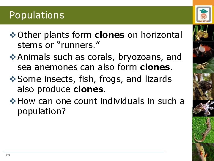 Populations v Other plants form clones on horizontal stems or “runners. ” v Animals