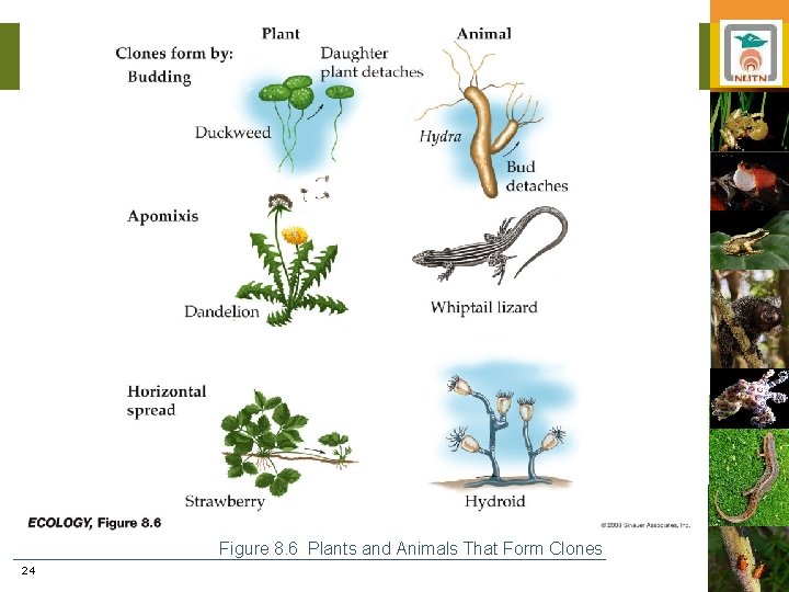 Figure 8. 6 Plants and Animals That Form Clones 24 