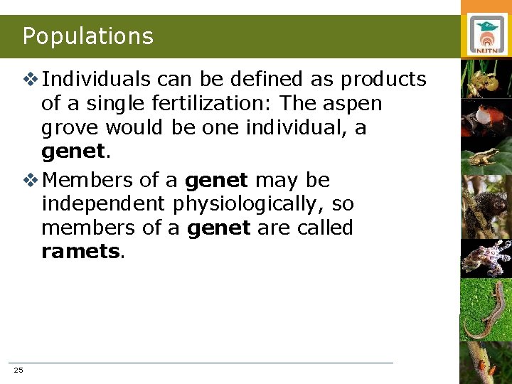 Populations v Individuals can be defined as products of a single fertilization: The aspen