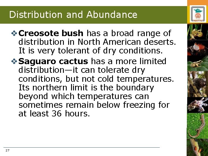 Distribution and Abundance v Creosote bush has a broad range of distribution in North