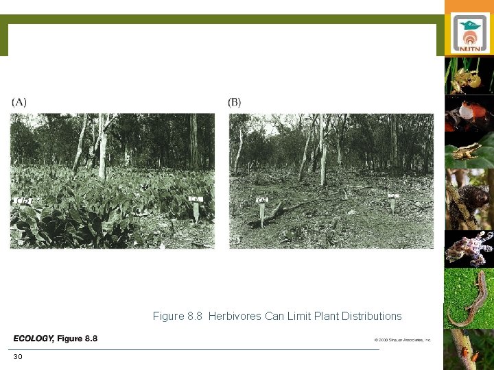 Figure 8. 8 Herbivores Can Limit Plant Distributions 30 